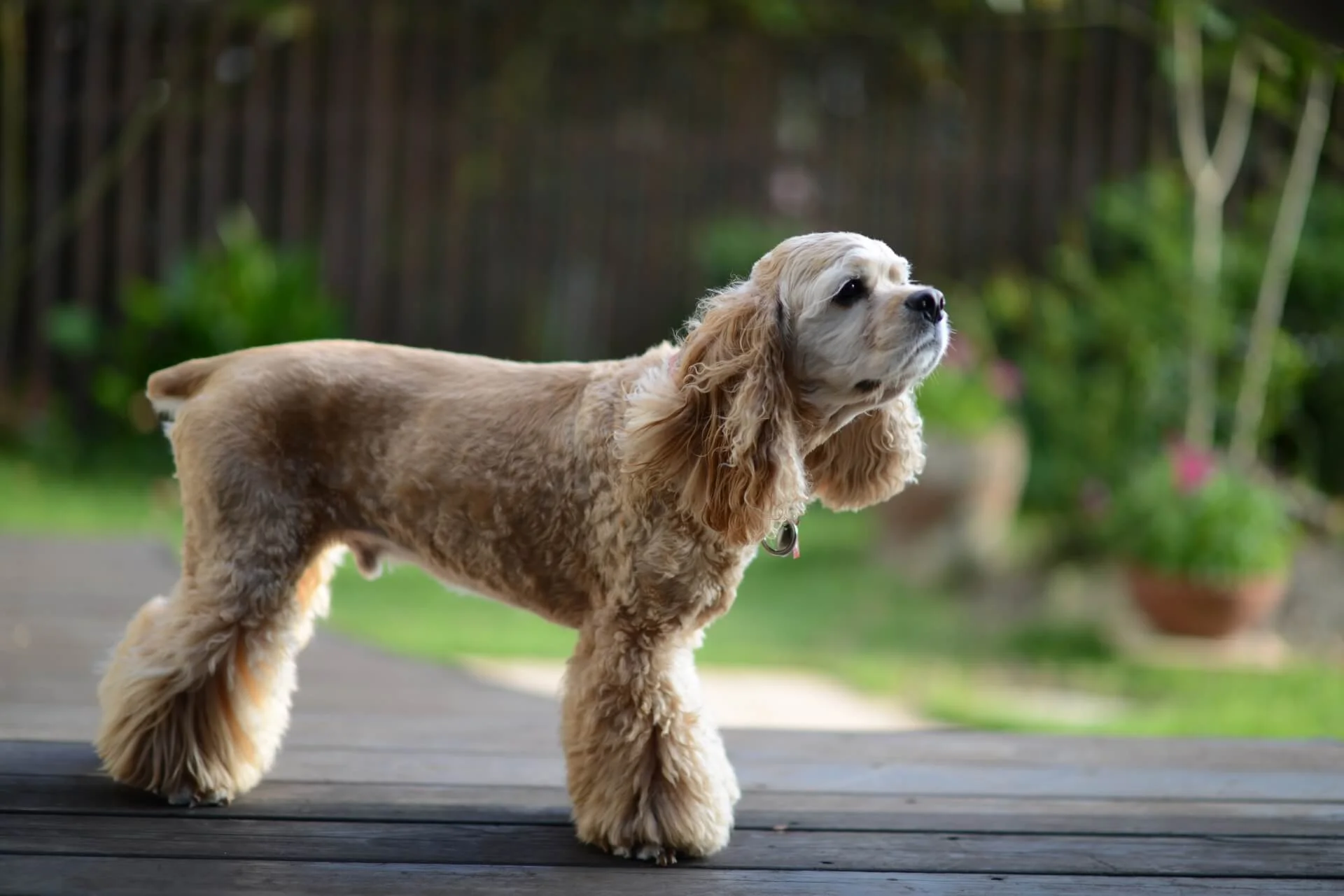 アメリカンコッカースパニエルに毛色は何種類あるの？ | ペットショップ 犬の家&猫の里 | 子犬だけでなく子猫の情報もたくさん